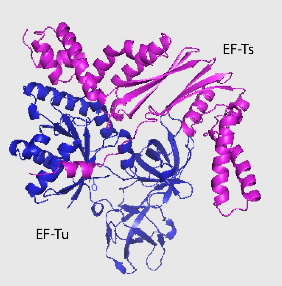 Et Tu E. Coli The Current